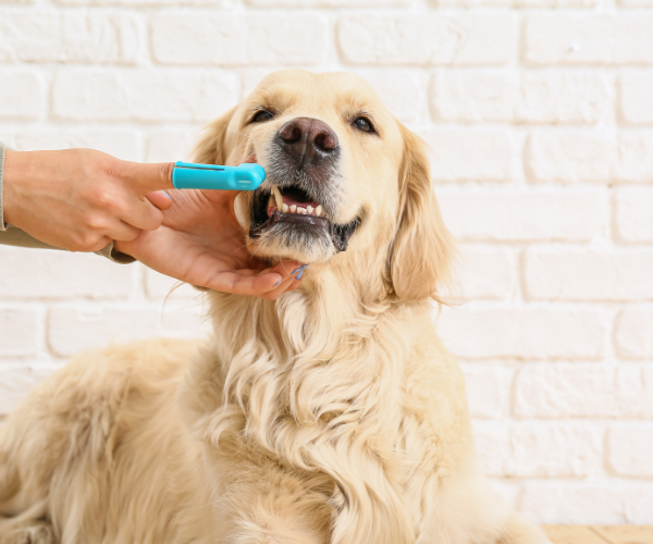 A person brushing dog's teeth