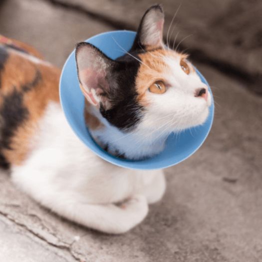 A cat wearing cone