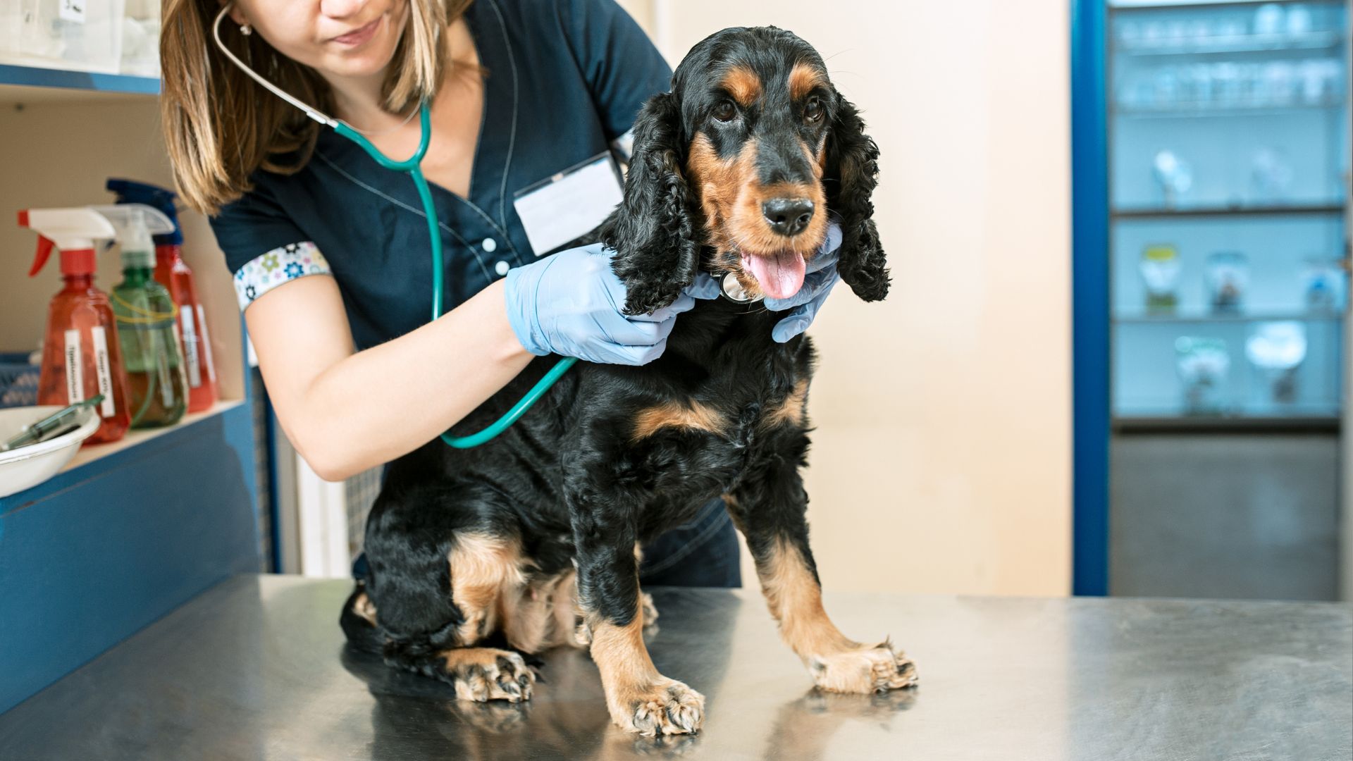 Pet Wellness Care In Decatur, Texas 76234 Decatur Veterinary Clinic