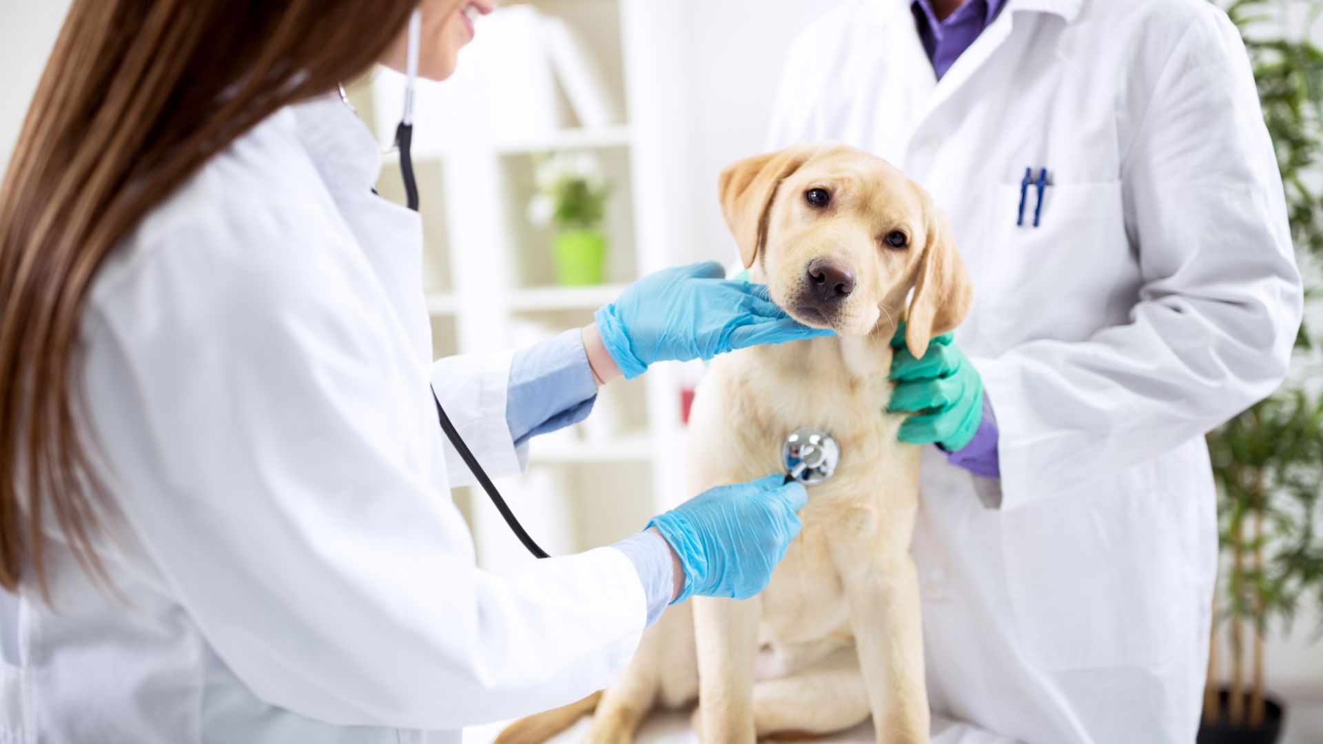 Veterinarian Reviews In Decatur, Texas 76234 Decatur Veterinary Clinic