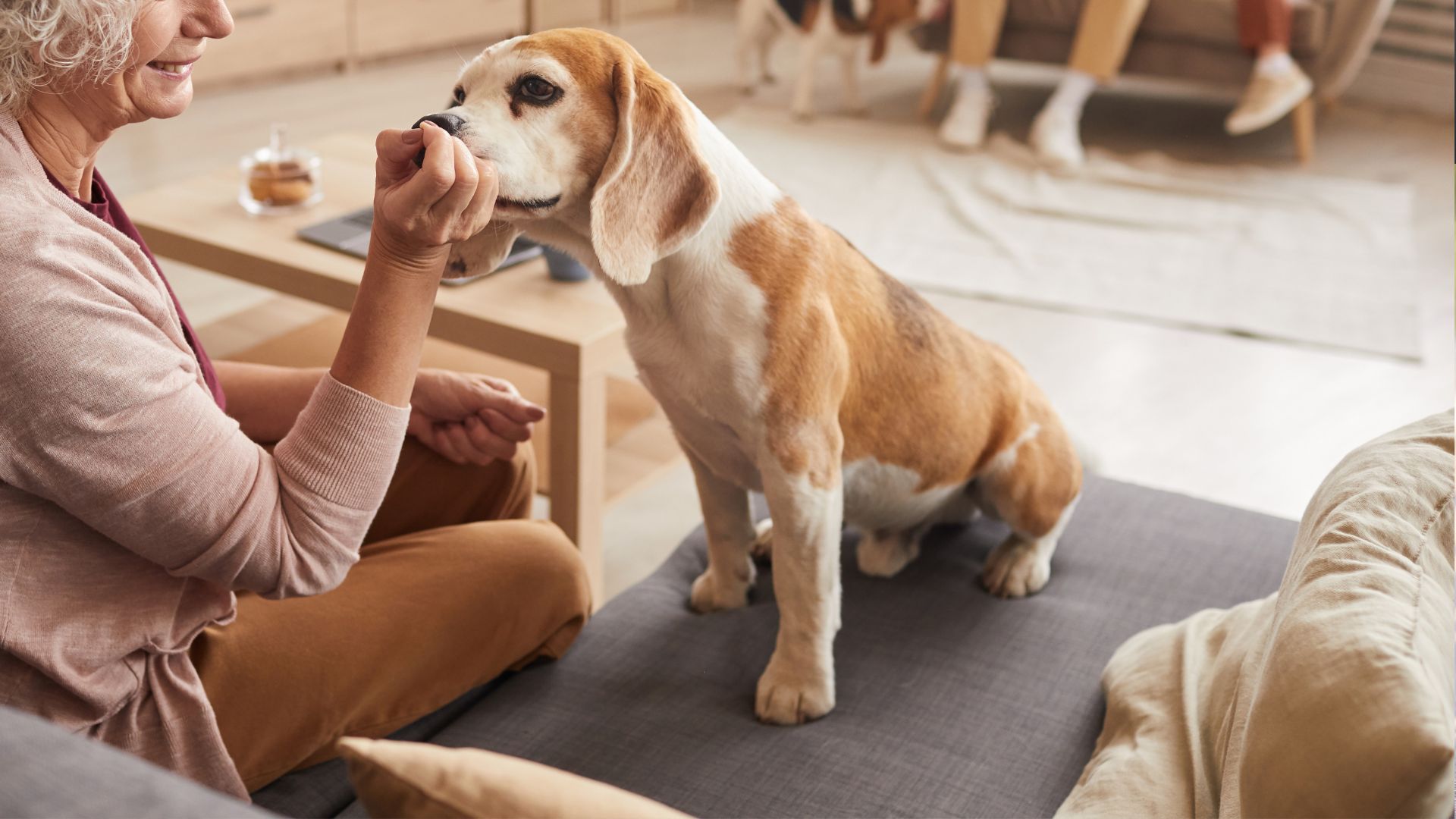 Senior Pet Care In Decatur, Texas 76234 Decatur Veterinary Clinic