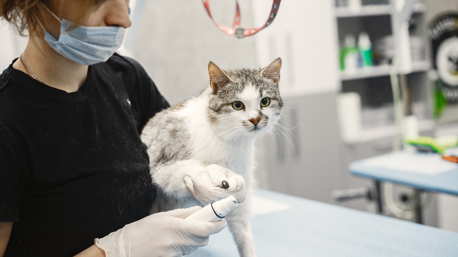 Decatur, Texas 76234 Veterinary Services Decatur Veterinary Clinic