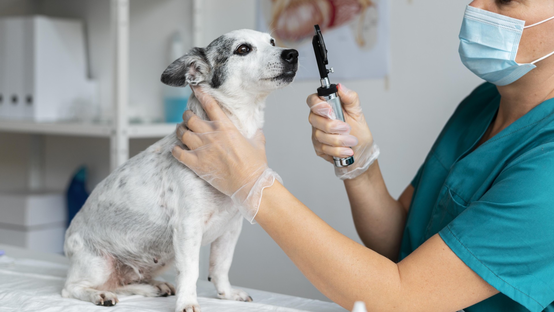 Veterinarian In Decatur, Texas 76234 Decatur Veterinary Clinic