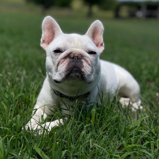 A white dog lying in grass