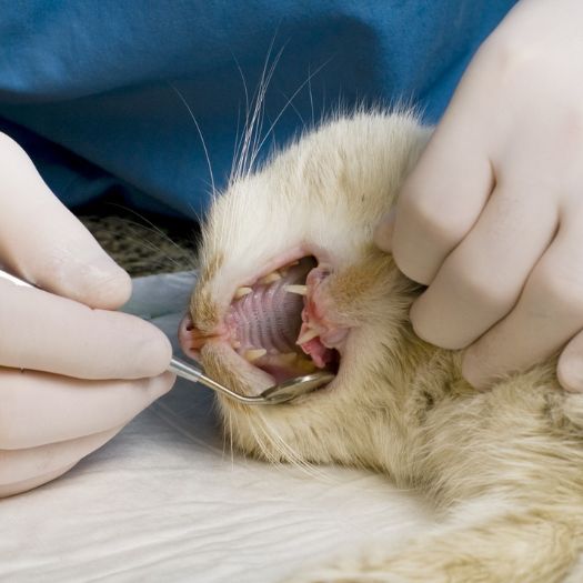 Cat being examined by dentist
