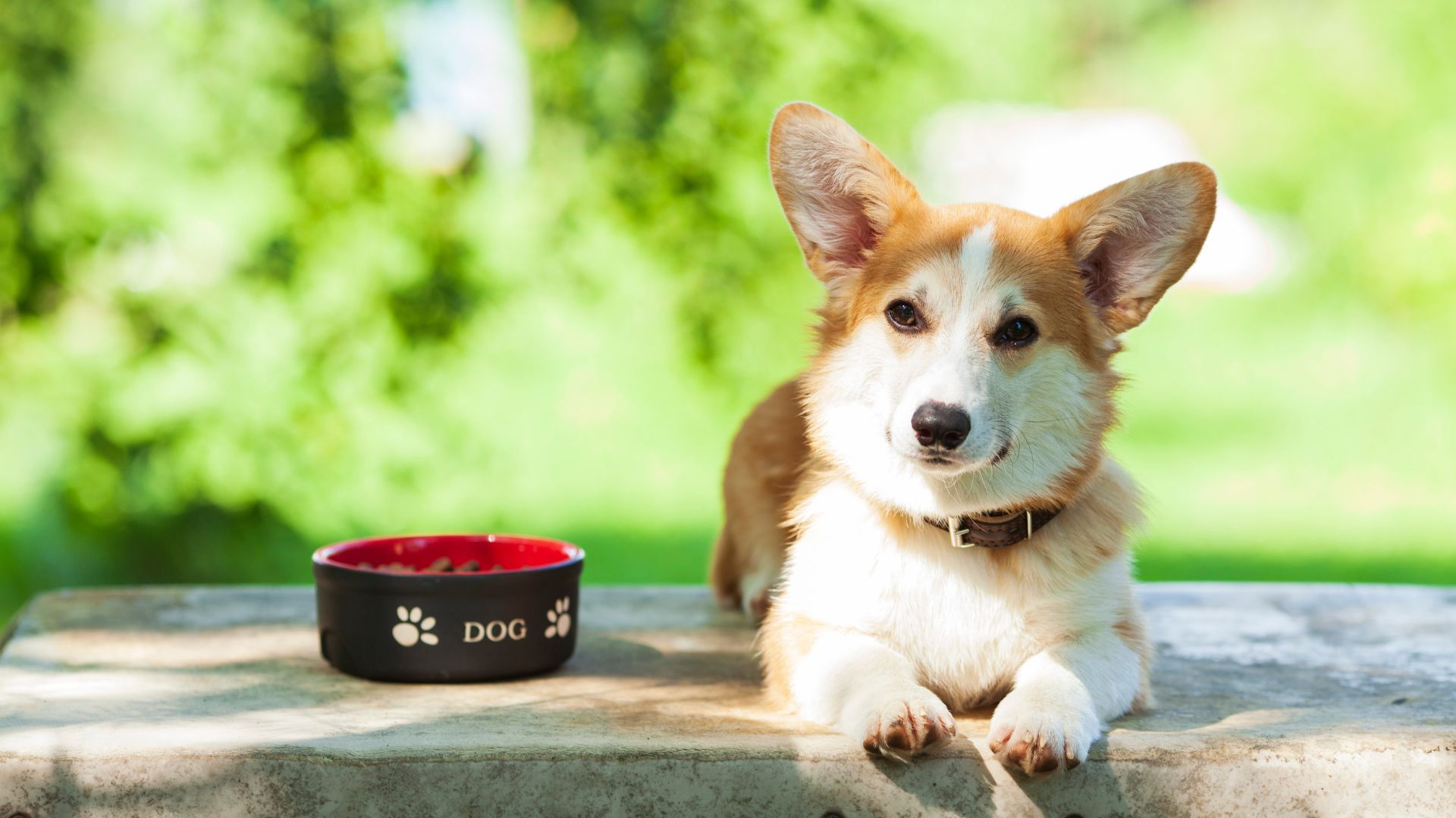 Patient CheckIn Form Decatur Veterinary Clinic