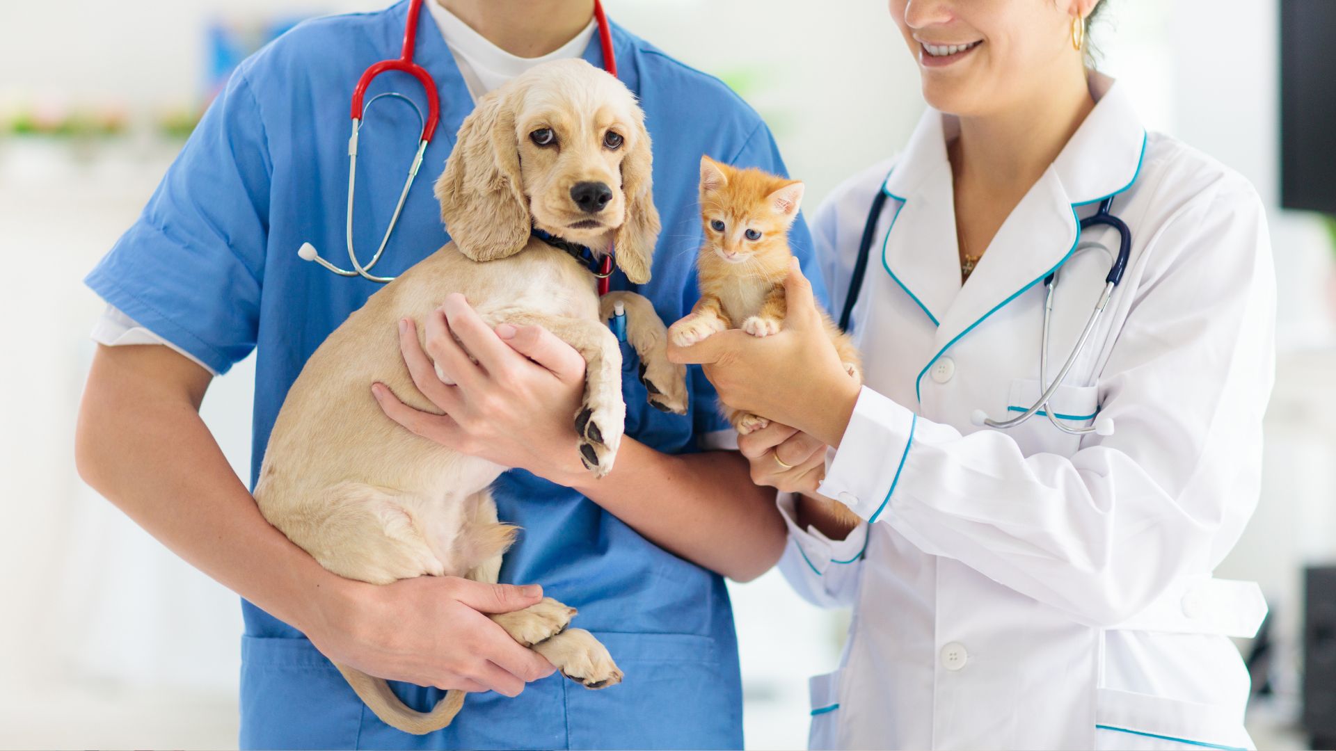 Puppy And Kitten Care In Decatur, Texas 76234 Decatur Veterinary Clinic