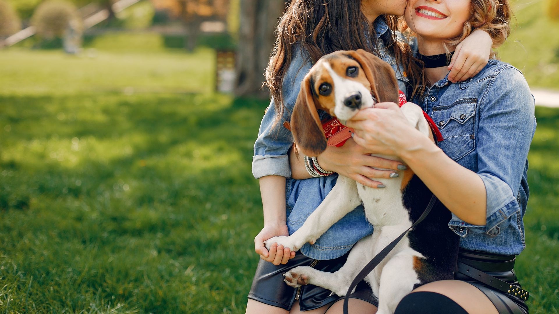 About Decatur Veterinary Clinic Vet In Decatur, Texas 76234